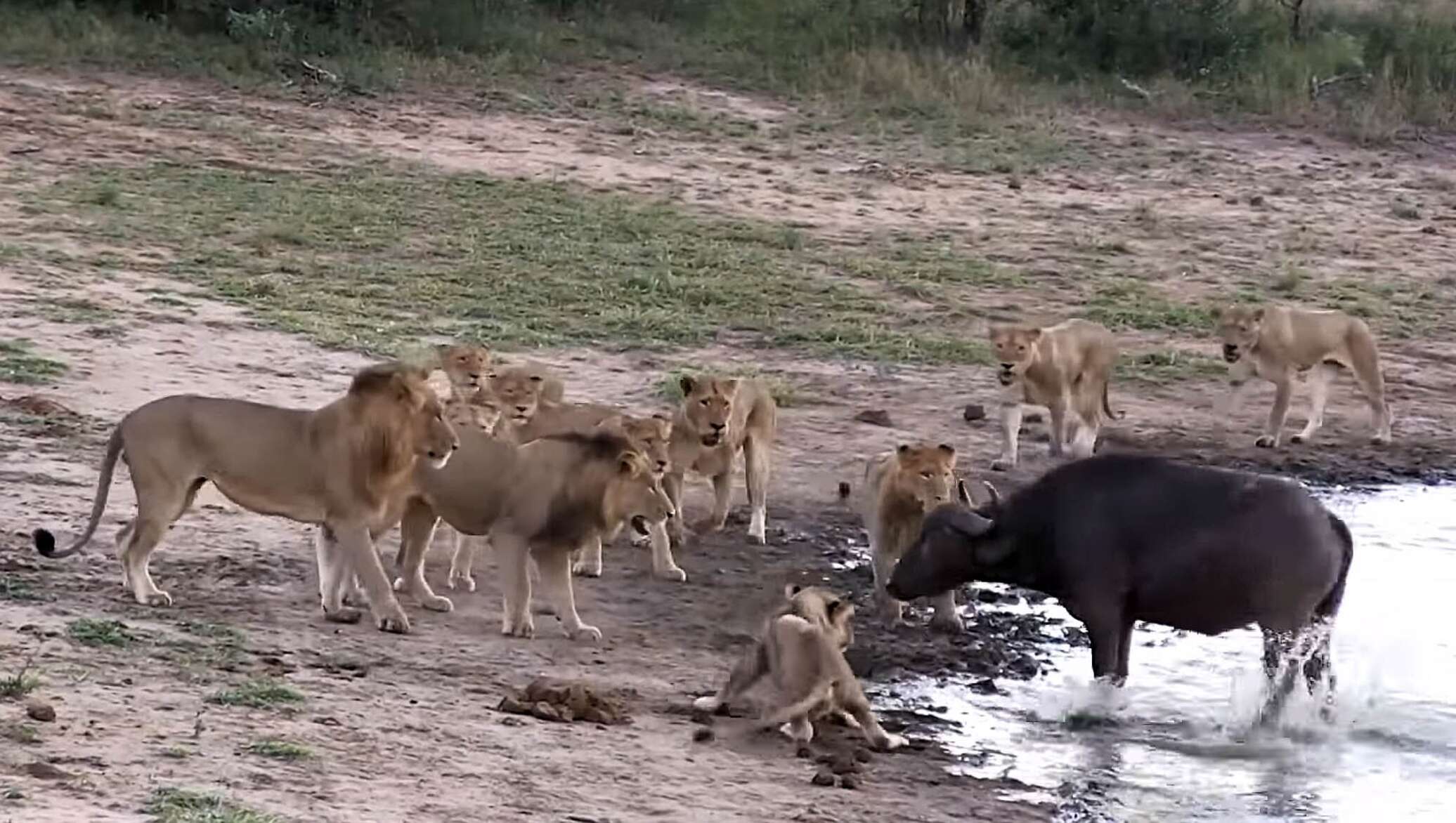 Битва животных в природе видео. Драка животных. Невероятные драки животных. Львиный Прайд против гиен.