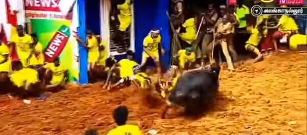 Бык стянул штаны и трусы с мужчины на глазах у зрителей. Видео Бык стянул штаны и трусы с мужчины на глазах у зрителей. Видео - Sputnik Кыргызстан