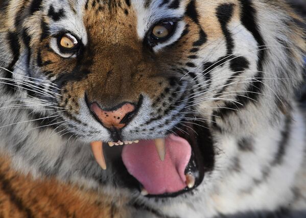 Тигр Амур в Приморском сафари-парке - Sputnik Кыргызстан