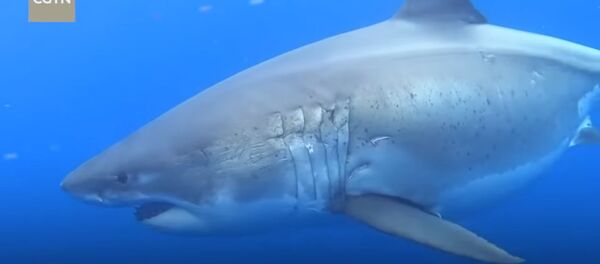 Это пугает! Громадная акула плывет рядом с дайвером — видео - Sputnik Кыргызстан