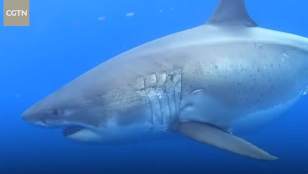 Это пугает! Громадная акула плывет рядом с дайвером — видео - Sputnik Кыргызстан