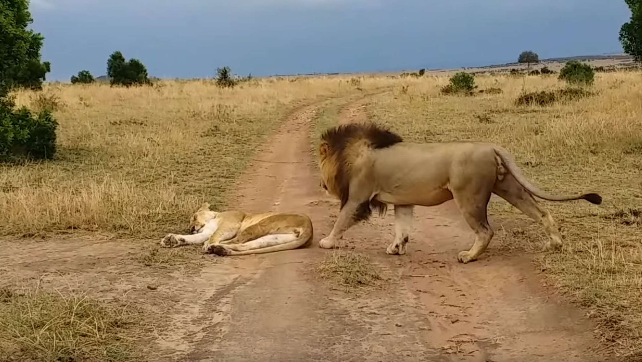 Кевин ричардсон зоолог. Кевин ричардсон зоолог. Львица кусается. Его укусил лев и он обрел силу. Лев и львица царь зверей.