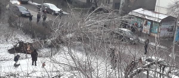 Большой тополь упал на дорогу в Бишкеке - Sputnik Кыргызстан