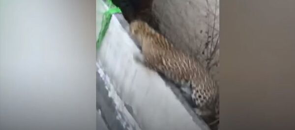 Топтолгон элге тиш салган кабыландын видеосу тарады Топтолгон элге тиш салган кабыландын видеосу тарады - Sputnik Кыргызстан