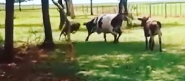 Баран отправил в глубокий нокаут корову — соцсети в шоке. Видео - Sputnik Кыргызстан