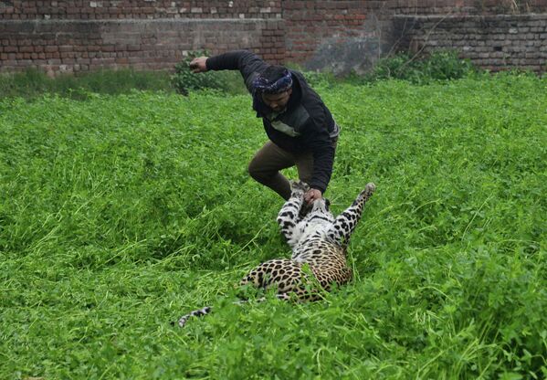 Нападение леопарда в индийском Джаландхаре  - Sputnik Кыргызстан