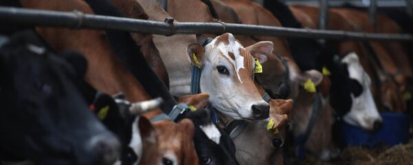 Уй фермасы. Архив - Sputnik Кыргызстан