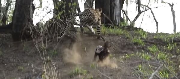 Леопард собирался съесть барсучонка, но мать отбила его. Видео - Sputnik Кыргызстан