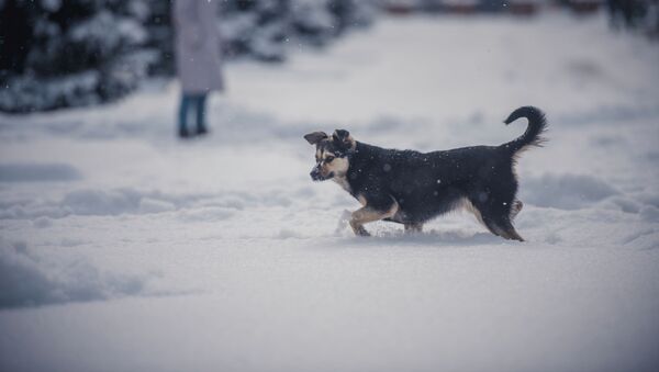 Собака играется в снегу. Архивное фото - Sputnik Кыргызстан