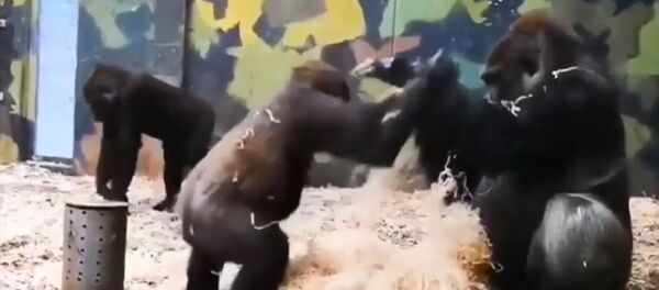 Маленькая горилла пытается поиграть с большой — забавное видео - Sputnik Кыргызстан