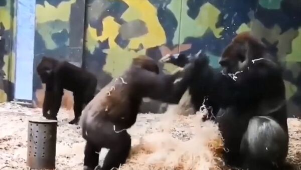 Маленькая горилла пытается поиграть с большой — забавное видео - Sputnik Кыргызстан