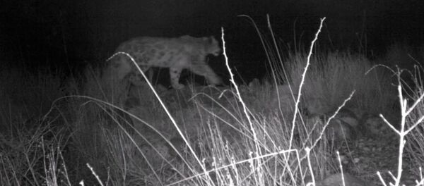 Много снежных барсов и волков — видео из заповедника на Иссык-Куле Много снежных барсов и волков — видео из заповедника на Иссык-Куле - Sputnik Кыргызстан