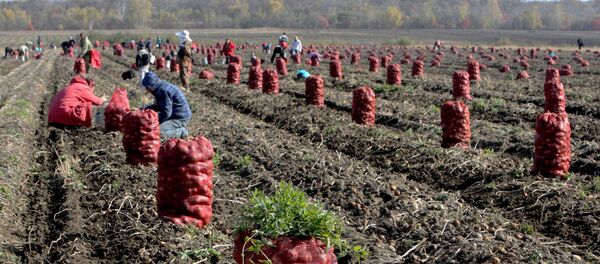 Түшүм жыйнап жаткан дыйкандар. Архив - Sputnik Кыргызстан