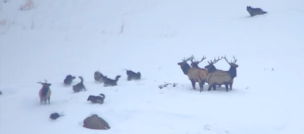 Волки хотели завалить оленей, но им помешали глубокие сугробы. Видео - Sputnik Кыргызстан