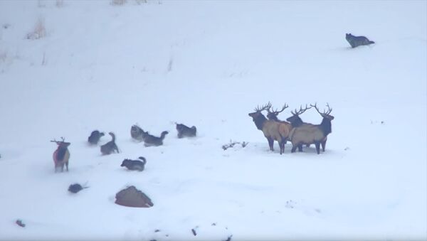 Волки хотели завалить оленей, но им помешали глубокие сугробы. Видео - Sputnik Кыргызстан