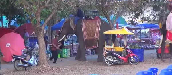 Разъяренный слон жестко проучил девушку за попытку сделать селфи. Видео Разъяренный слон жестко проучил девушку за попытку сделать селфи. Видео - Sputnik Кыргызстан