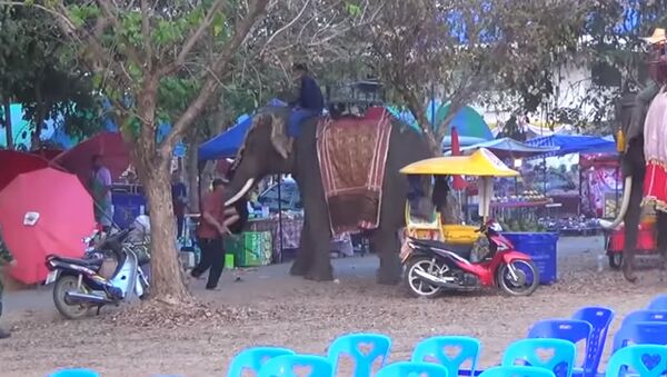 Разъяренный слон жестко проучил девушку за попытку сделать селфи. Видео - Sputnik Кыргызстан