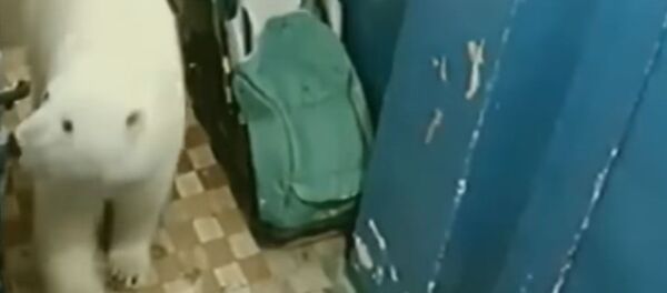 В центре поселка 50 белых медведей. Видео нашествия хищников - Sputnik Кыргызстан