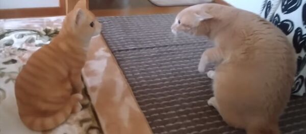 Ошеломленный кот смотрит на свою копию и боится двинуться — забавное видео - Sputnik Кыргызстан