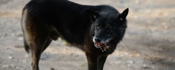 Ит. Архив - Sputnik Кыргызстан