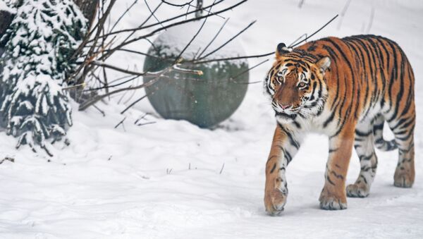 Обитателям зоопарка подарили более 1000 елок - Sputnik Кыргызстан