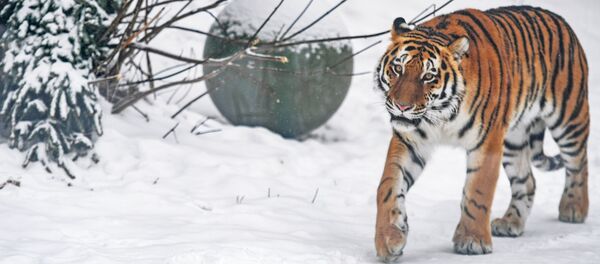 Обитателям зоопарка подарили более 1000 елок Обитателям зоопарка подарили более 1000 елок - Sputnik Кыргызстан