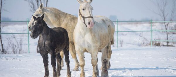 Энеси бооз кезинде кулунун ээлеп коюшат. Чүйдөгү өзгөчө зоот жылкылардын видеосу - Sputnik Кыргызстан