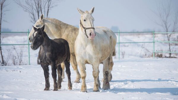 Под Бишкеком разводят огромных лошадей — весят больше тонны. Видео - Sputnik Кыргызстан