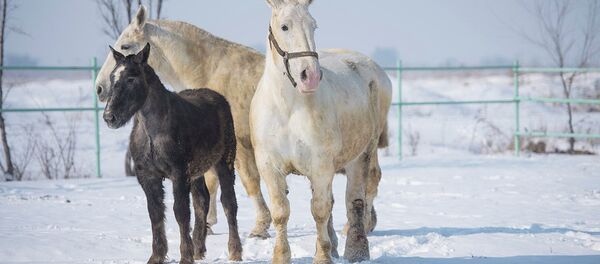 Под Бишкеком разводят огромных лошадей — весят больше тонны. Видео Под Бишкеком разводят огромных лошадей — весят больше тонны. Видео - Sputnik Кыргызстан