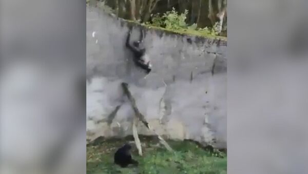 Простая смекалка — побег шимпанзе из зоопарка попал на видео - Sputnik Кыргызстан
