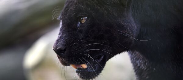 Кара кабылан. Архив - Sputnik Кыргызстан