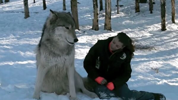 Гигантские волки приручены хрупкой девушкой — удивительное видео - Sputnik Кыргызстан