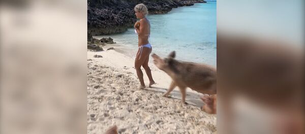 На роскошную модель на пляже напали свиньи — забавное видео - Sputnik Кыргызстан
