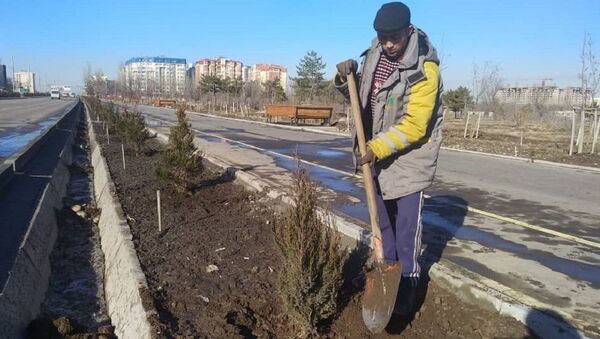 Сотрудники МП Бишкекзеленхоз во время посадки посадки хвойных пород молодых деревьев в Бишкеке - Sputnik Кыргызстан