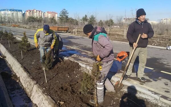Магистраль озеленят до улицы Байтик Баатыра, работы должны быть завершены до конца февраля. - Sputnik Кыргызстан
