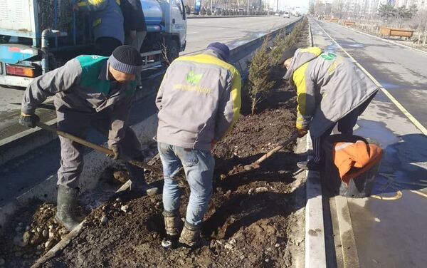 На Южной магистрали в Бишкеке сажают хвойные деревья - Sputnik Кыргызстан