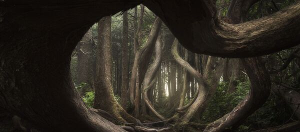 Конкурс The International Landscape Photographer of the Year 2018 - Sputnik Кыргызстан