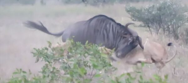 Гну антилопасы арстандарды челип ыргытып айласын кетирди. Видео Гну антилопасы арстандарды челип ыргытып айласын кетирди. Видео - Sputnik Кыргызстан