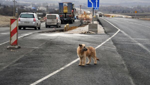 Собака на дороге. Архивное фото - Sputnik Кыргызстан