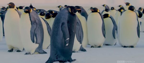 Альбинос наоборот — в Антарктиде нашли черного пингвина. Видео - Sputnik Кыргызстан