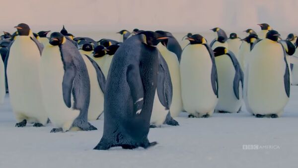 Альбинос наоборот — в Антарктиде нашли черного пингвина. Видео - Sputnik Кыргызстан