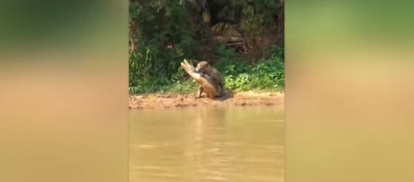 Тихо подкрался сзади — охота ягуара на каймана попала на видео - Sputnik Кыргызстан