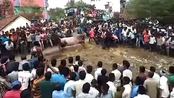 Тысячи человек бежали от разъяренного быка — шокирующее видео из Индии - Sputnik Кыргызстан