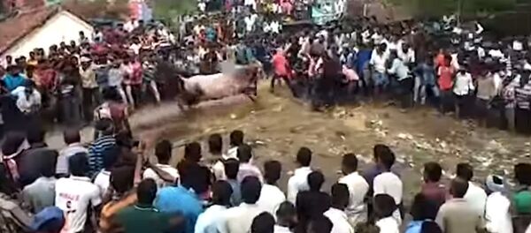 Тысячи человек бежали от разъяренного быка — шокирующее видео из Индии - Sputnik Кыргызстан