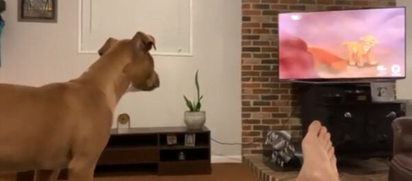 Сыналгыдагы мильтфильмди көрүп ыйлаган ит. Жүрөк жылыткан видео - Sputnik Кыргызстан