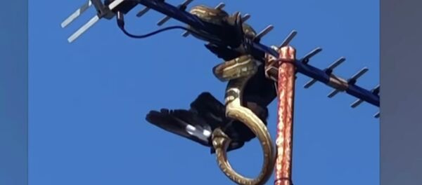 Питон убил птицу, забравшись на антенну, — видео необычной охоты - Sputnik Кыргызстан