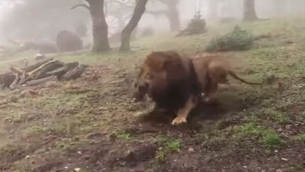 Зоопарк раскритиковали за игру в перетягивание каната со львами — видео - Sputnik Кыргызстан