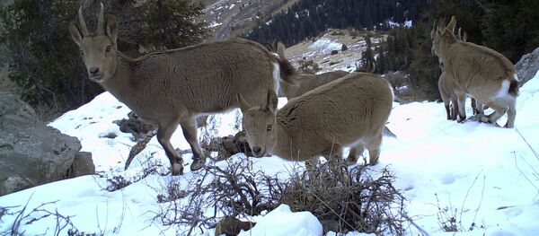 Территория природного парка “Алатай” - Sputnik Кыргызстан