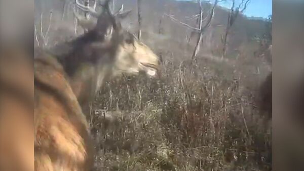 Веганы хотели спасти оленя от охотника, но сердце животного остановилось — видео - Sputnik Кыргызстан