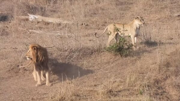 Царь зверей перепутал львицу с антилопой и сорвал охоту — видео - Sputnik Кыргызстан